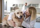 Doxycycline For Dogs: Uses and Side Effects - Eblogazine