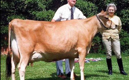 The Royal Connection: Queen Elizabeth II's Love for Cows