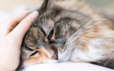 Why is My Cat Coughing? Common Causes and Solutions