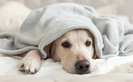 How to Prevent Dog Coughing: Tips and Strategies