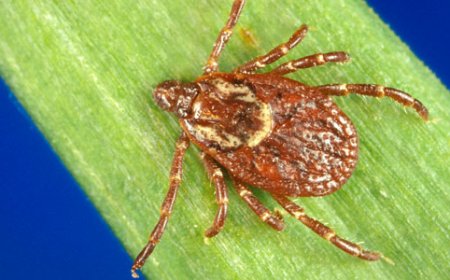 Symptoms of Rocky Mountain Spotted Fever and How to Prevent