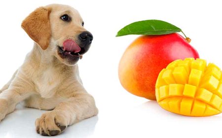 Can Dogs Eat Mango? A Comprehensive Guide