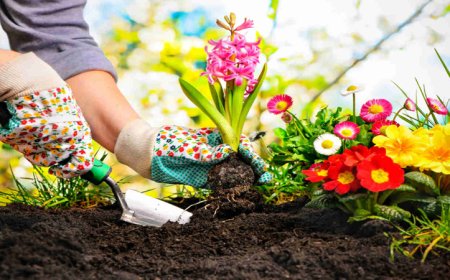 Garden Remedies: Discovering the Healing Powers of Your Backyard