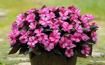 New Guinea Impatiens: A Great Option for Shady Areas in Your Garden