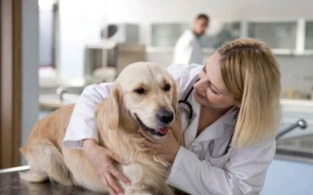 Doxycycline For Dogs: Uses and Side Effects - Eblogazine