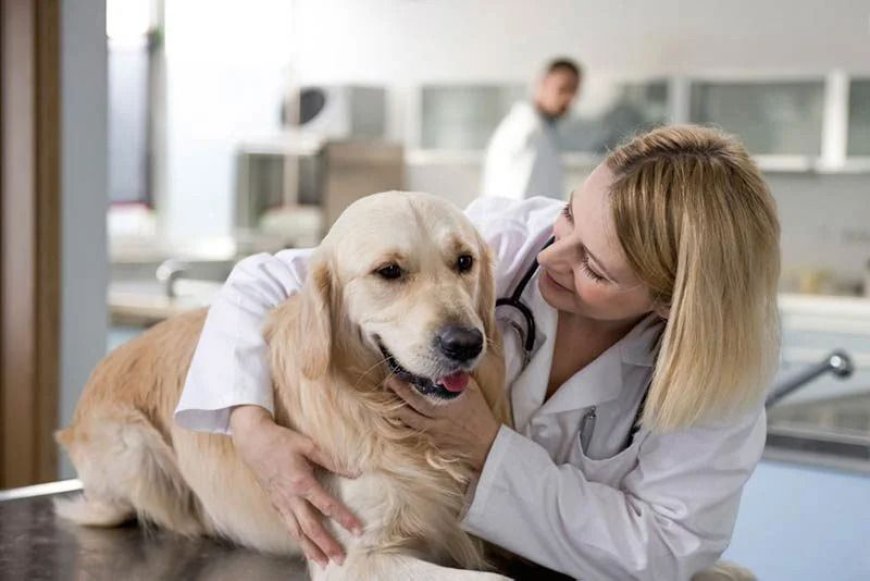 Doxycycline For Dogs: Uses and Side Effects - Eblogazine